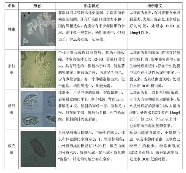 污泥驯养期间对活性污泥的镜检方法及相关图解